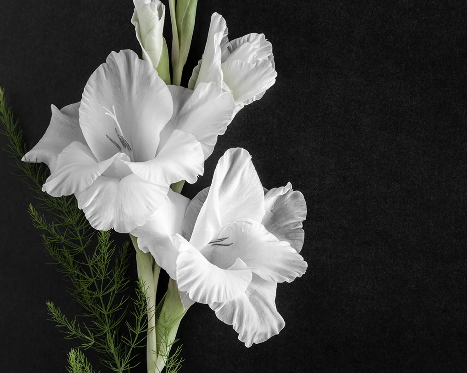 Funeralflower 704563618